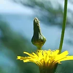 Denta