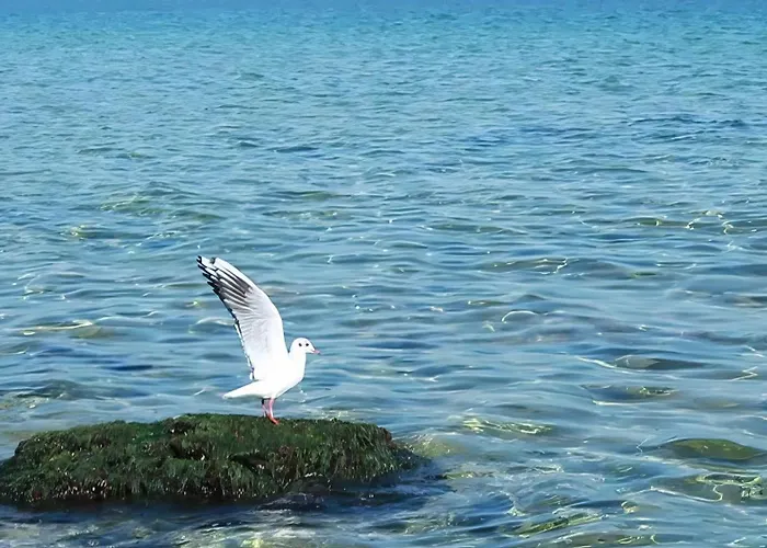 Denta Διαμέρισμα