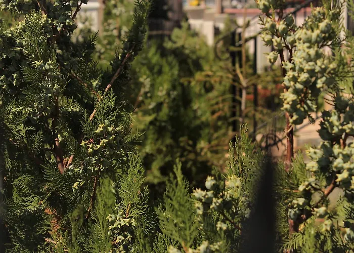 Denta Νεσέμπαρ